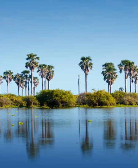 Selous Game Reserve landscape, Tanzania safari, Africa