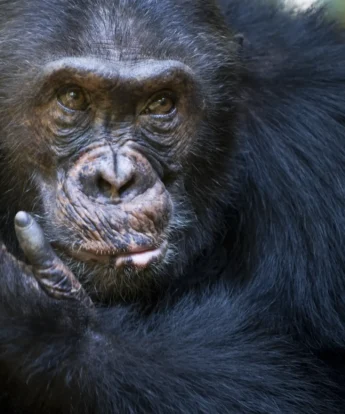 A close up shot of a male chimpanzee cradling his own face with his hand, Mahale Mountains, Tanzania - Yellow Zebra Safari