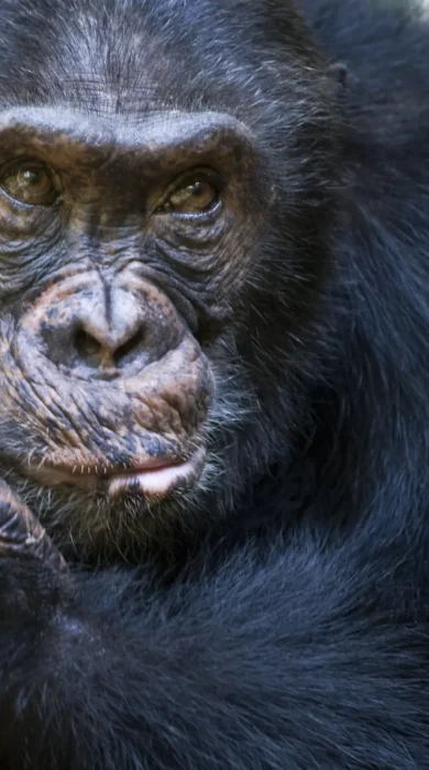 A close up shot of a male chimpanzee cradling his own face with his hand, Mahale Mountains, Tanzania - Yellow Zebra Safari