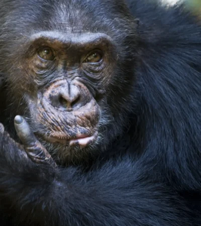 A close up shot of a male chimpanzee cradling his own face with his hand, Mahale Mountains, Tanzania - Yellow Zebra Safari