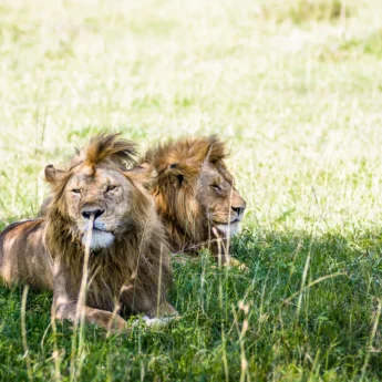 Lions, Big Five Grumeti safari, Serengeti, Tanzania