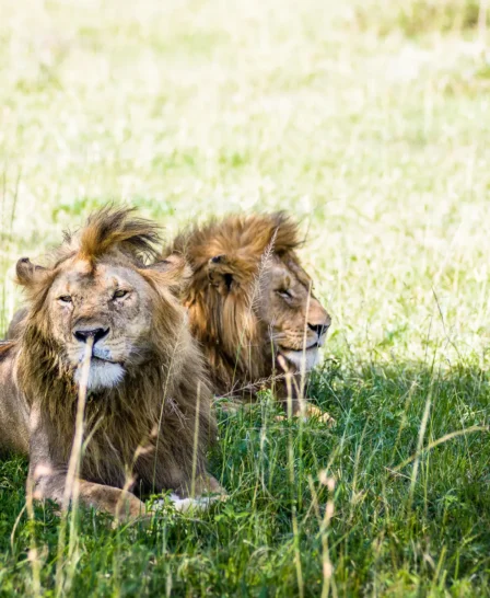 Lions, Big Five Grumeti safari, Serengeti, Tanzania