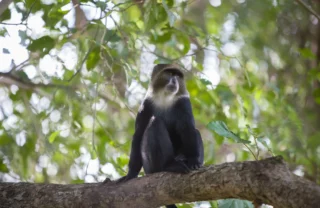 Blue monkey, Arusha National Park, Tanzania, Africa