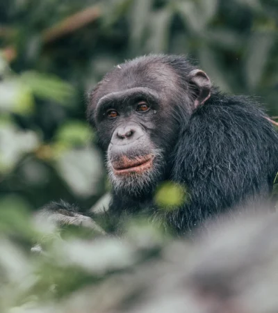 Chimpanzee habituation project, Rubondo Island, Tanzania, Africa