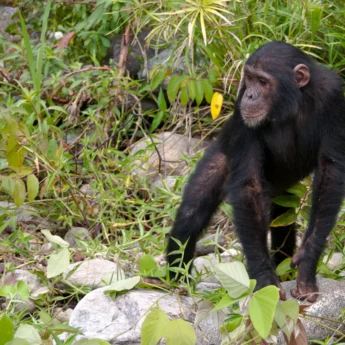 Young chimpanzee in the Mahale Mountains National Park