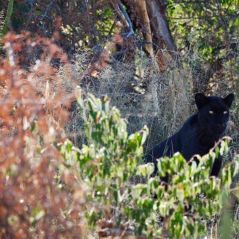 Black leopard photographed in Laikipia by Jo