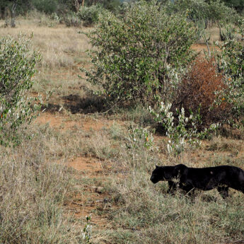 Photo of rare black leopard taken by safari specialist Jo in Laikipia