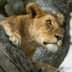 A Lion sits in a tree, peering intently into the distance - Yellow Zebra Safari