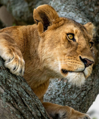 A Lion sits in a tree, peering intently into the distance - Yellow Zebra Safari