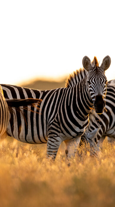 Three zebras grouped together in the high grass - Yellow Zebra Safari