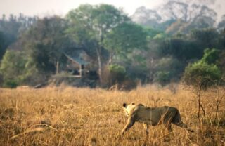 A lioness stalks in the open grass, Ntemwa-busanga, Kafue, Zambia -Yellow Zebra Safaris