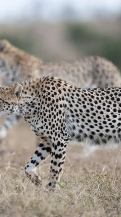 Cheetah, El Karama Lodge, Laikipia, Kenya