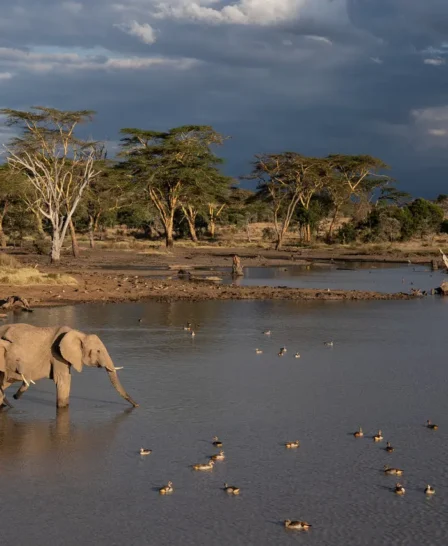 Elephants, El Karama Lodge, Laikipia, Kenya