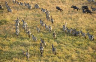 Aerial shot of zebras walking across the plain, Serengeti, Tanzania - Yellow Zebra Safaris