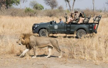 A safari vehicle stops to watch a walking male lion, Kaingo Camp, South Luangwa NP, Zambia - Yellow Zebra Safaris