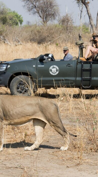 A safari vehicle stops to watch a walking male lion, Kaingo Camp, South Luangwa NP, Zambia - Yellow Zebra Safaris