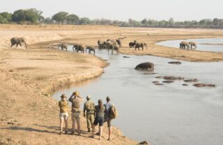 A guide and guests watch from the riverbank at elephants and rhino drinking from the river, South Luangwa National Park, Zambia - Yellow Zebra Safaris