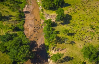 Aerial view of wildebeest migration across a wide river, Kenya - Yellow Zebra Safaris