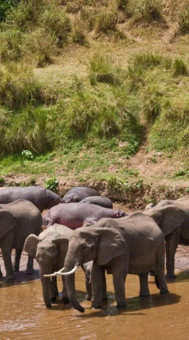 elephants govenors private camp kenya