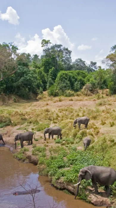 elephants hippos govenors private camp kenya