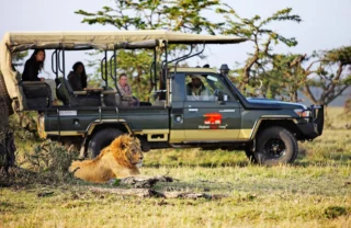 daily game drives