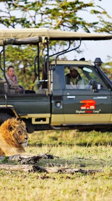 daily game drives