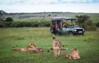 mara plains drive kenya yellow zebra safaris