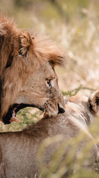 Two lions mating, Wilderness Magashi, Akagera National Park, Rwanda - Yellow Zebra Safaris