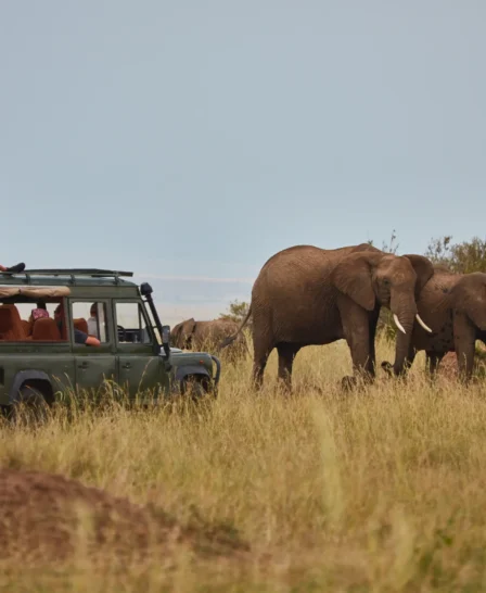 spekes camp game drive kenya yellow zebra safaris