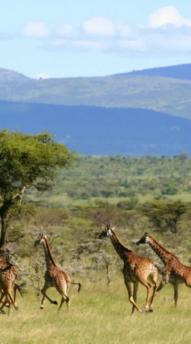 encounter mara game drive kenya yellow zebra safaris