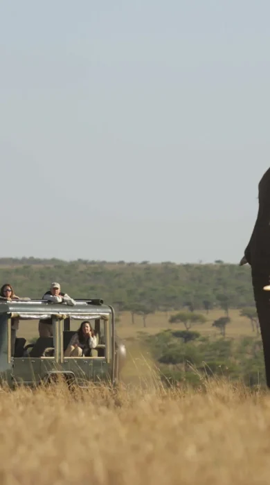 Game Drive, Kicheche Valley, Greater Mara Conservancies, Kenya