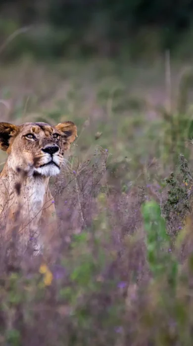 Lioness, Loldia House, Lake Naivasha, Lake Nakuru, Kenya