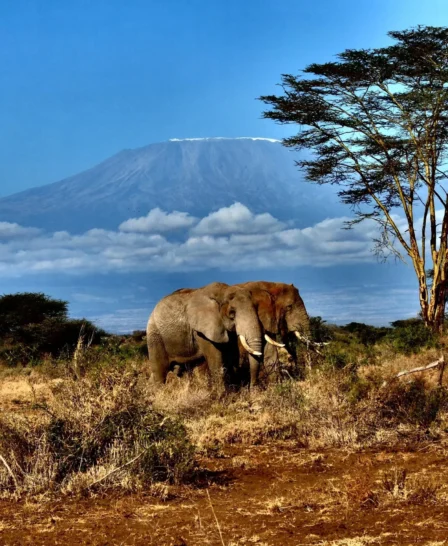 wildlife, campi ya kanzi, chyulu hills, kenya
