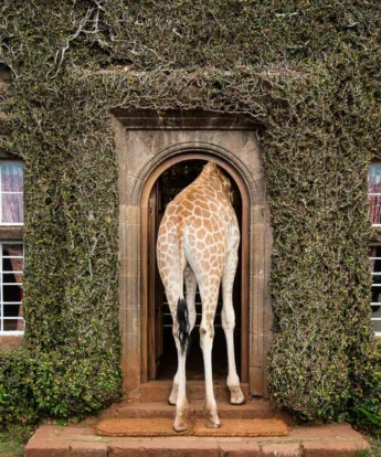 Giraffe, Giraffe Manor, Nairobi, Kenya