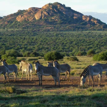 karisia tumaren camp zebras yellow zebra safaris