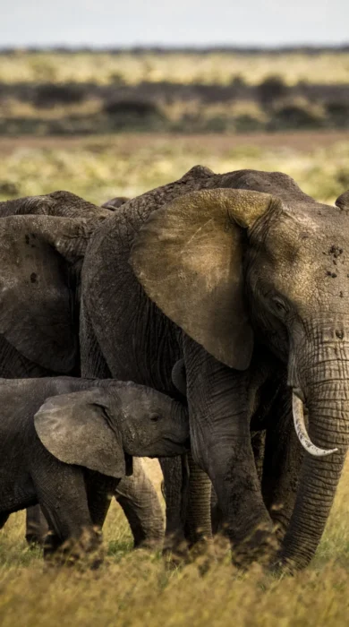 Elephants