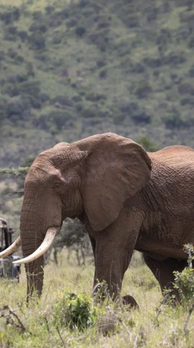 enasoit game drive elephant kenya yellow zebra safaris