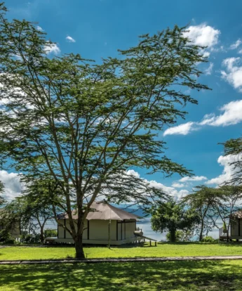 the cliff guest tents kenya yellow zebra safaris