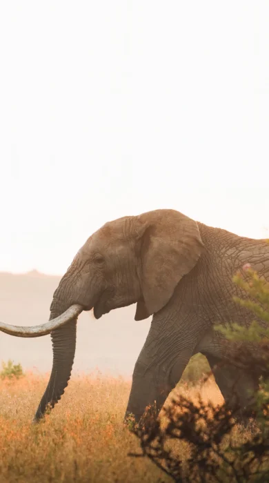 Elephant, Lengishu, Lewa Borana Landscape, Kenya