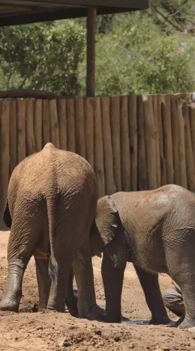 elephants, matthews range sanctuary, kenya