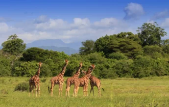 meru wilderness camp kenya giraffes yellow zebra safaris