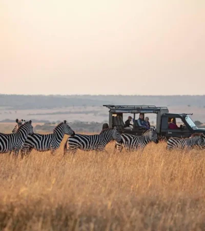 game drive, offbeat ndoto, maasai mara, kenya