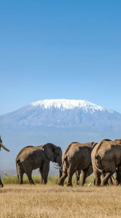 Elephants, Angama Amboseli, The Chyulu Hills, Kenya