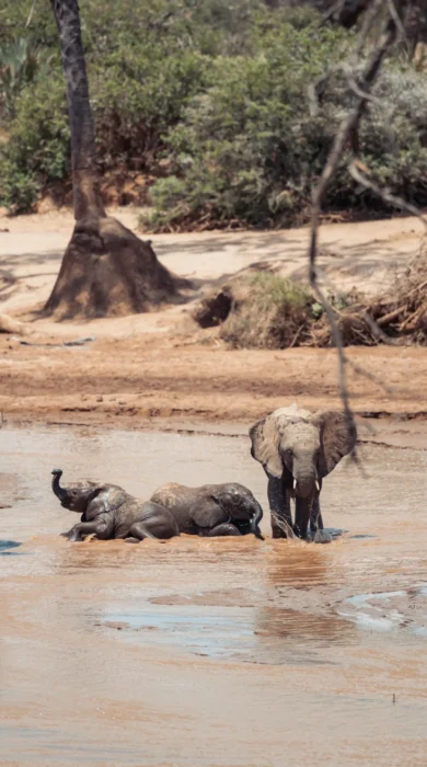 Elephants, Soroi Larsens, Samburu NR, Kenya