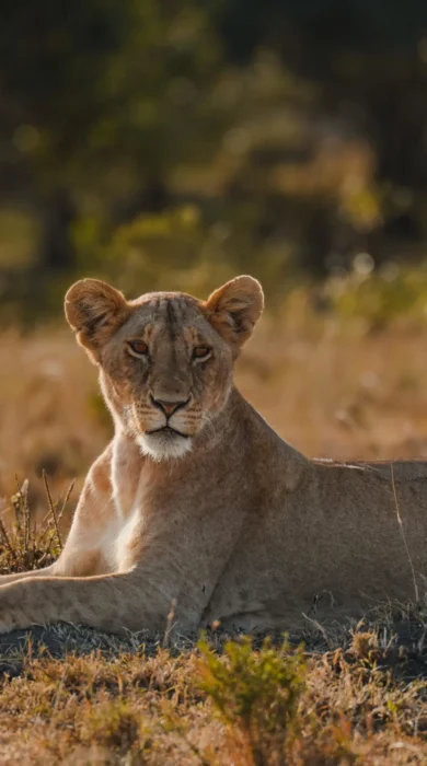 Lion, Roca River Camp, Maasai Mara, Kenya
