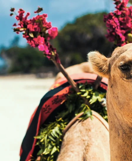 Camel rides