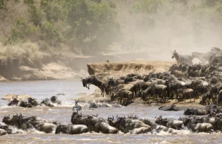 Wildebeest dive off the riverbank into the river in the background and more wildebeest swim in the foreground, Maasai Mara national reserve, Kenya - Yellow Zebra Safari