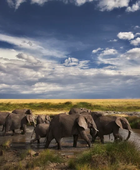 Elephant in the Maasai Mara, Kenya safaris