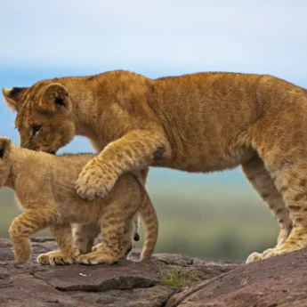 Lion and cub, Maasai Mara National Park, Kenya