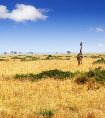 Giraffe in the Maasai Mara National Park, Kenya